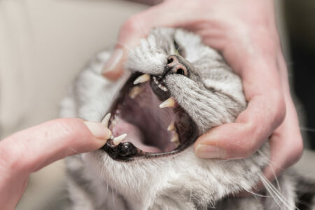 Kieferorthopädie - Tierzahnaerztin untersucht eine grau gestromte Katze und führt eine Zahnuntersuchung in Ihrer Praxis durch.