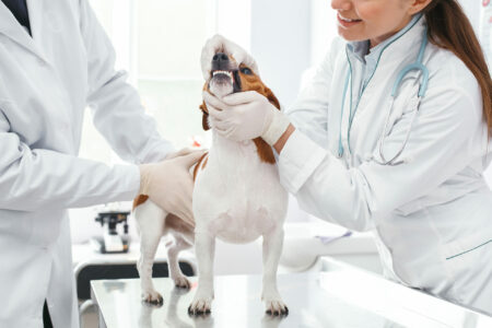 Zahnprophylaxe: Inspektion durch zwei Ärzte bei einem erkrankten kleinen Hund.